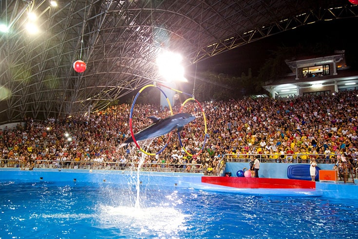 Animal Performances in Tuan Chau island