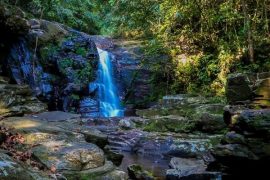 Bach Ma National Park - Centre of flora Diversity in Vietnam