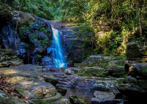 Bach Ma National Park – Centre of flora Diversity in Vietnam