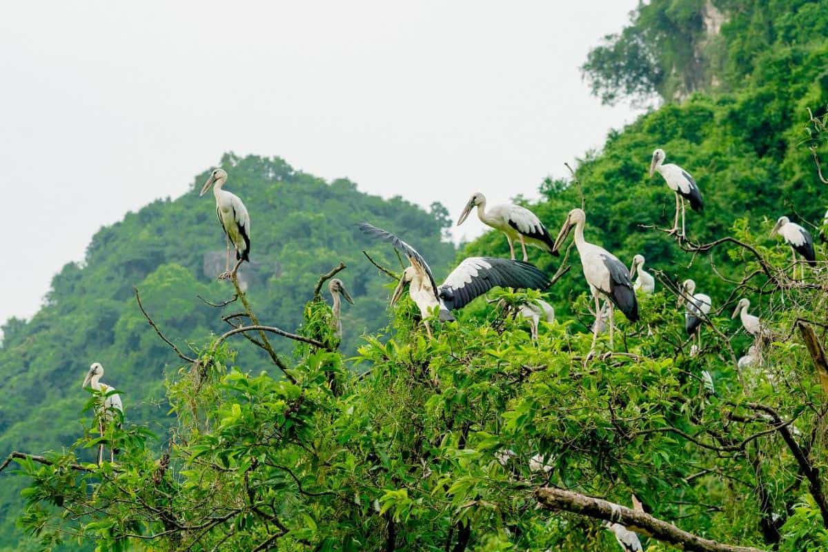 Bird-watch in Van Long Nature Reserve or Thung Nham Bird Garden