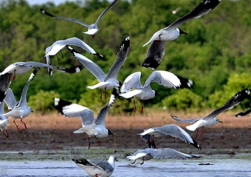 Cape Ca Mau National Park in Ca Mau Province