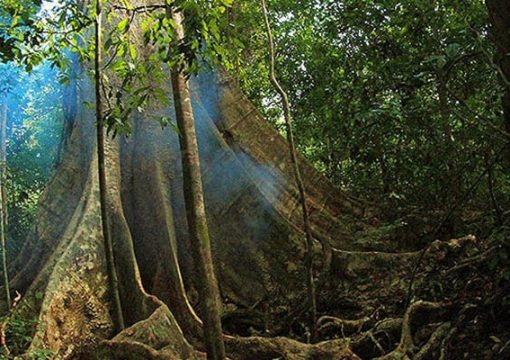 Cat Tien National Park, Dong Nai