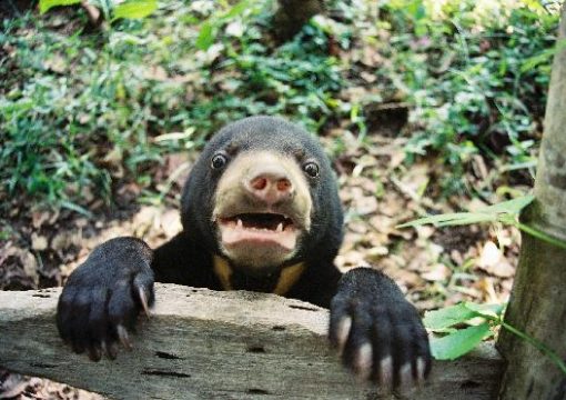 Cu Chi Wildlife Rescue Station: The Silent Heroes of Vietnamese Endangered Species