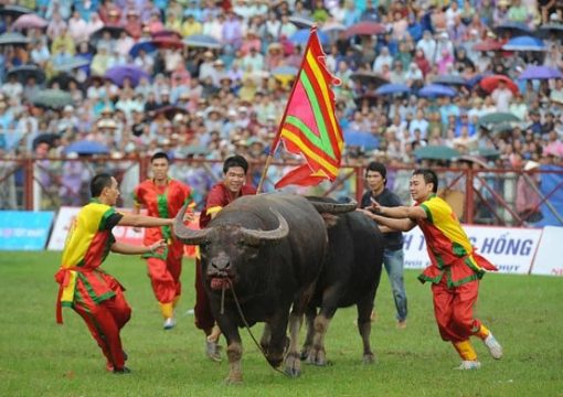 Do Son Buffalo Festival, Hai Phong