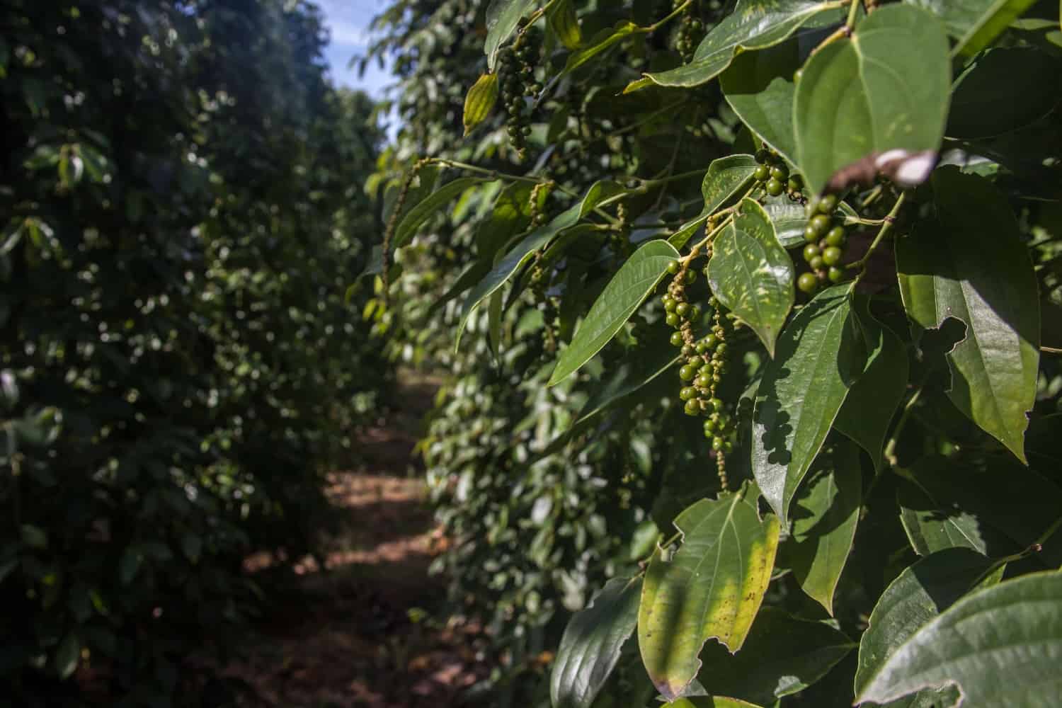 Favorful Phu Quoc pepper farm