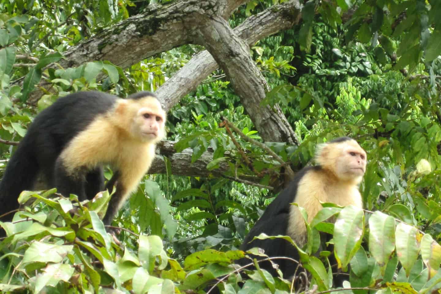 Highlights of Monkey island eco forest park 2