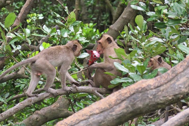 Highlights of Monkey Island Eco Forest Park