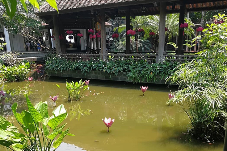 Lotus pond