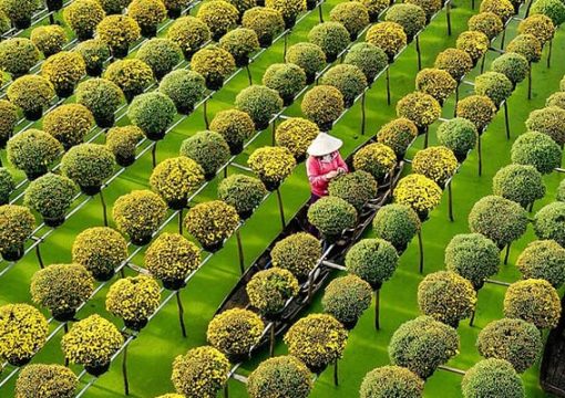 Enjoy Sa Dec Flower Village in Dong Thap