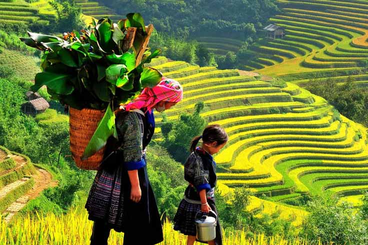 Golden rice terrace fields in Sapa for Vietnam honeymoon