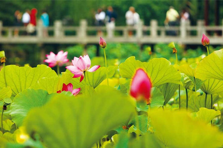 Take photos with lotus pond around West Lake