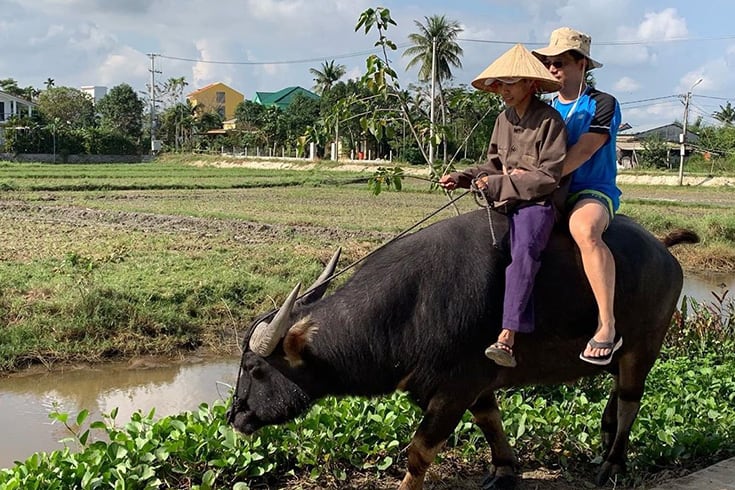 Tourist ride a water buffalo in Vietnam