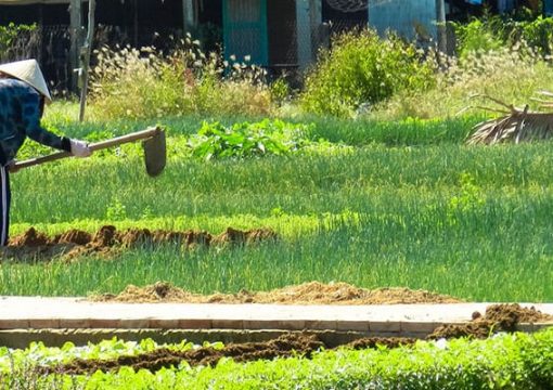 Tra Que Garden Restaurant & Cooking Class in Hoi An